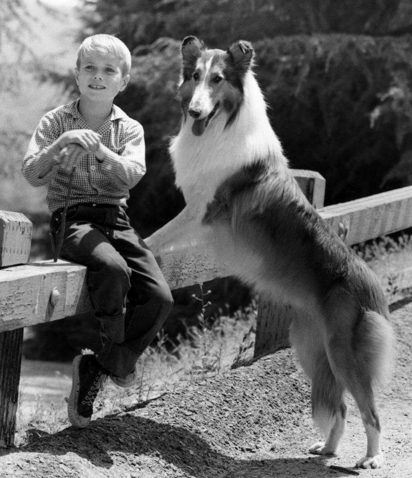 Lassie